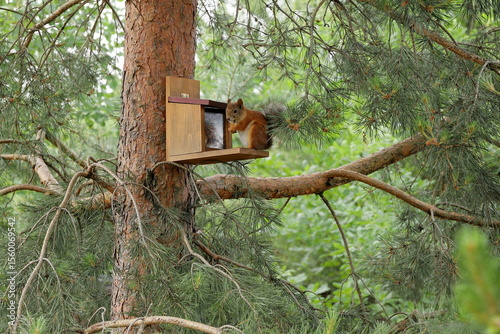 A ginger squirrel sits on a feeder with nuts on a pine tree in the summer forest.
