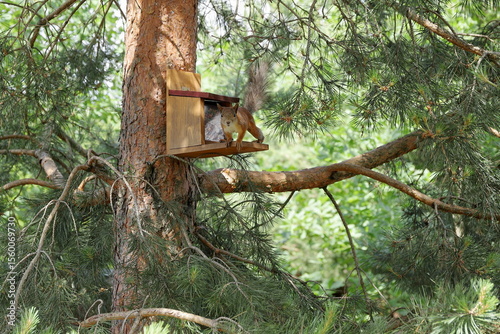 A ginger squirrel sits on a feeder with nuts on a pine tree in the summer forest.