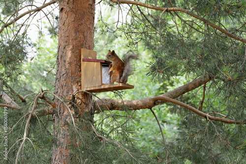 A ginger squirrel sits on a feeder with nuts on a pine tree in the summer forest.