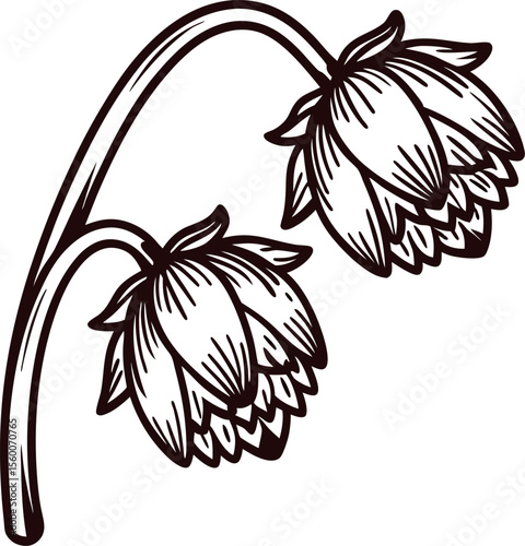 Hand drawn drooping twin flower buds sketch isolated on white botanical vintage engraving illustration