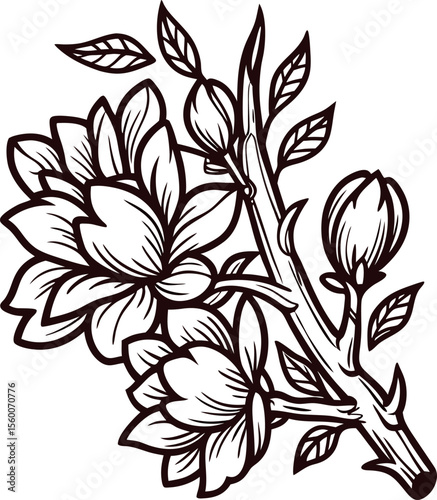 Hand drawn magnolia branch with blooming flowers and buds, detailed botanical sketch illustration