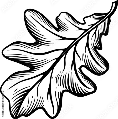 Detailed hand drawn oak leaf illustration with bold lines and intricate vein patterns on white background