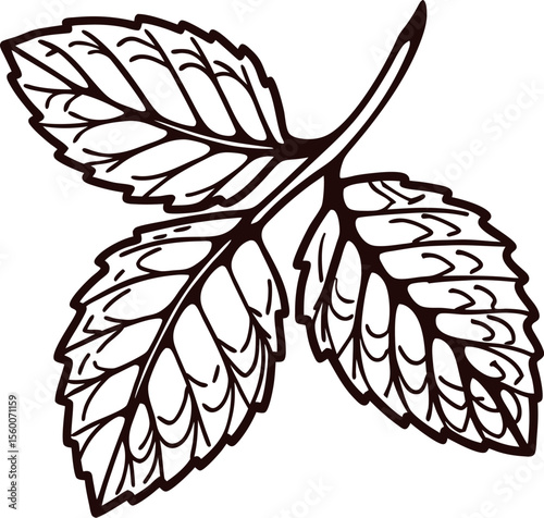 Hand drawn mint leaf trio illustration in vintage botanical engraving on white background