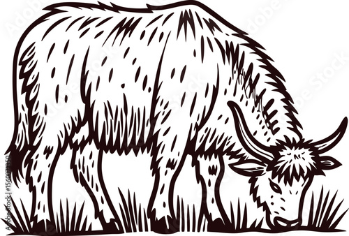 Hand drawn yak grazing on grass vintage black and white sketch illustration of hairy bovine animal isolated on white