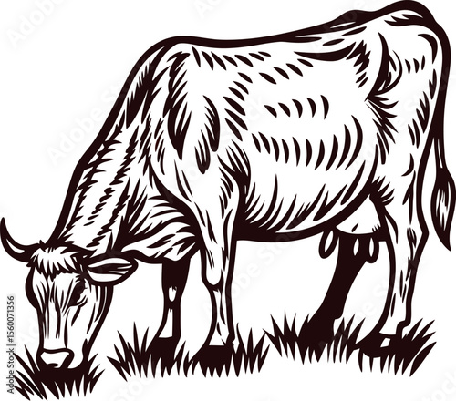 Engraved illustration of a dairy cow grazing on grass, vintage hand drawn rustic farm animal sketch
