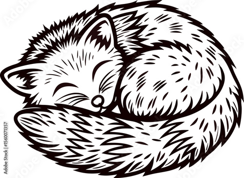 Curled sleeping fox hand drawn illustration black and white vintage engraving animal sketch