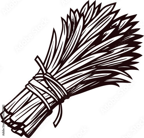 Hand sketched bundle of tied wheat stalks isolated on white vintage ink drawing in rustic engraved
