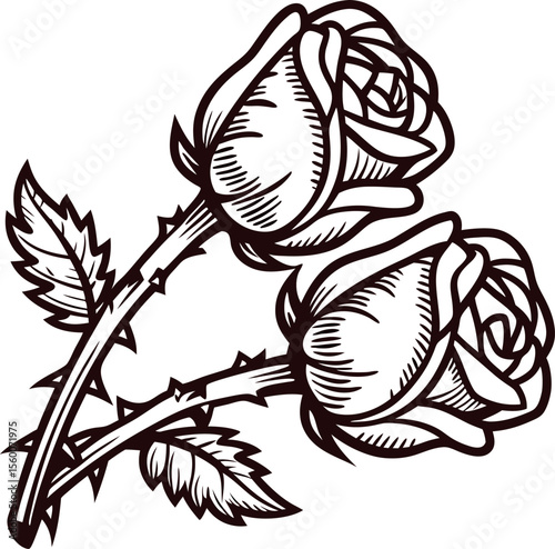 vintage hand drawn illustration of two blooming roses with leaves and thorns on a white background