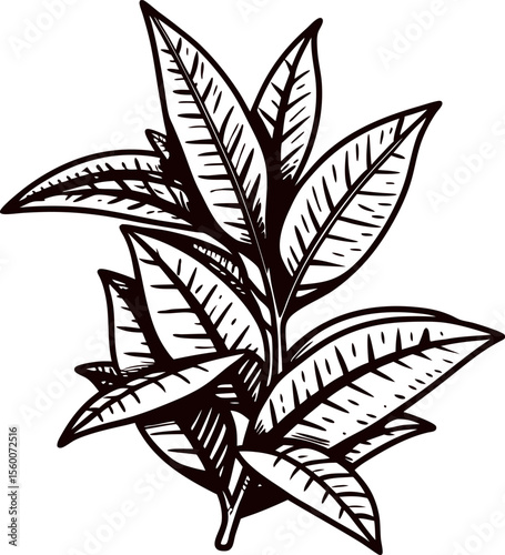 Hand drawn botanical illustration of tea plant with leaves in vintage engraved on white background