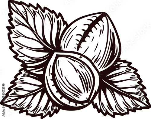 Hand drawn hazelnuts with leaves isolated vintage botanical nut illustration in engraved