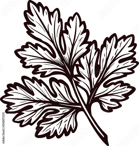 Hand drawn parsley herb leaf isolated on white background vintage culinary botanical illustration