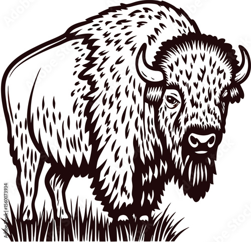 Monochrome engraved illustration of an american bison standing on grass facing forward