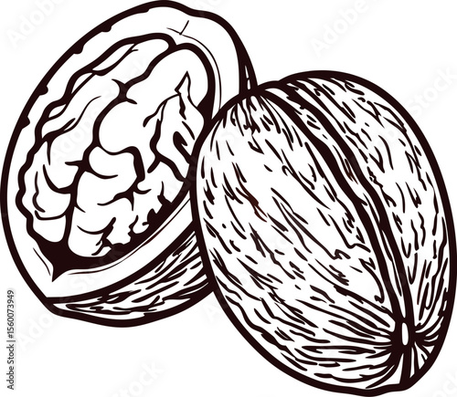 Hand drawn walnut illustration whole and half nut sketch in vintage engraved isolated on white background