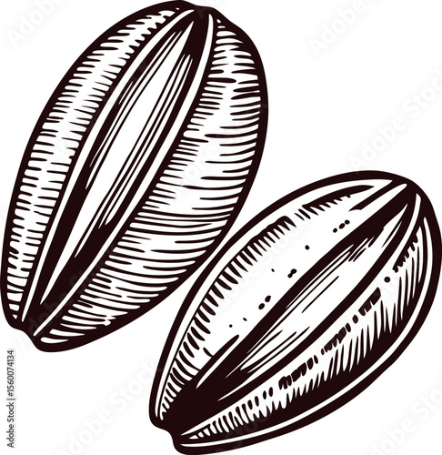 Detailed hand drawn sunflower seeds isolated on white background in vintage engraving sketch illustration