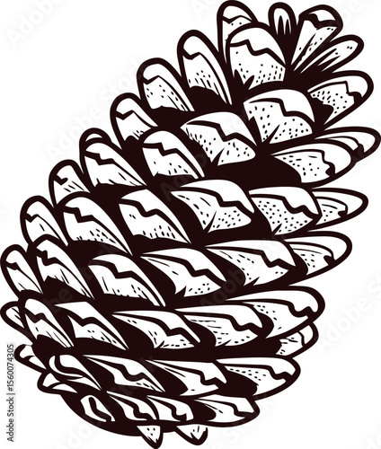 Vintage engraved illustration of pine cone isolated on white background, detailed botanical drawing