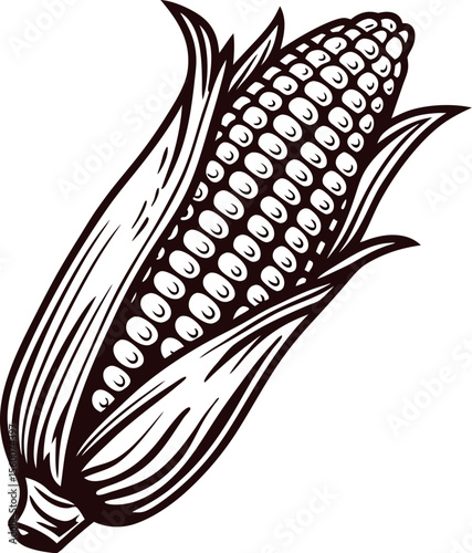 Hand drawn corn cob isolated on white vintage engraved illustration of maize husk
