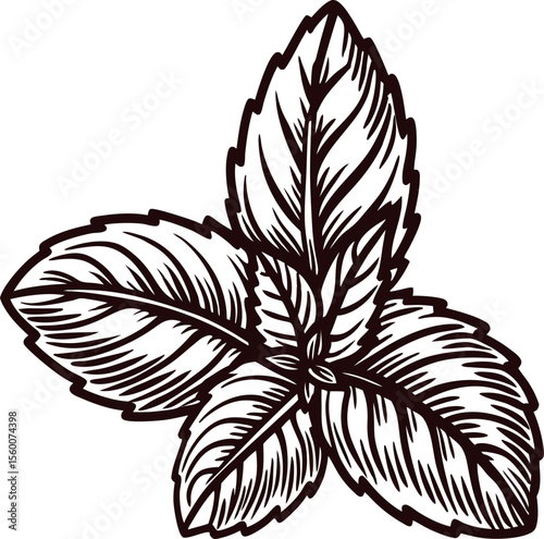 Vintage engraved drawing of mint leaves isolated on white background, botanical herbal illustration