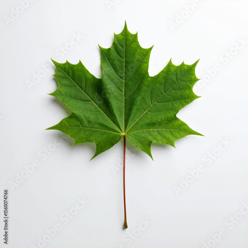 a single, vibrant green leaf rests against a plain white background. the leaf has a palmate shape with distinct lobes and serrated edges