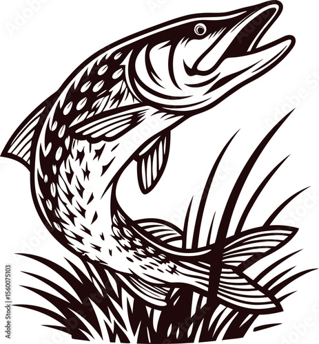 Detailed hand drawn illustration of a leaping pike fish with open mouth and grass elements on white background