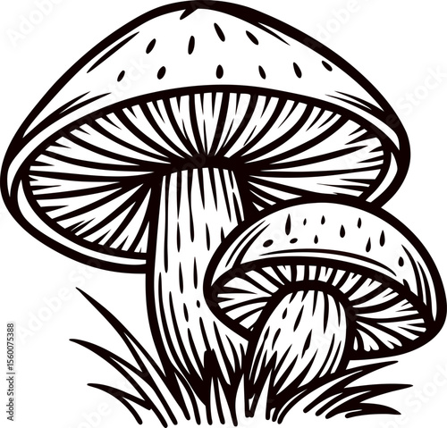 Hand drawn illustration of wild mushrooms growing in grass detailed vintage black and white fungi sketch