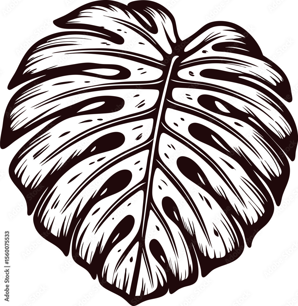 Obraz premium Hand drawn monstera leaf illustration in vintage engraving style, detailed tropical foliage isolated on white background