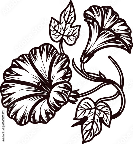 Hand drawn morning glory flower and leaves vintage botanical sketch illustration in black and white