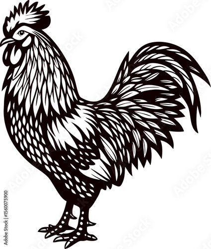 Detailed hand drawn rooster illustration with intricate feather patterns, classic barnyard animal design, black and white