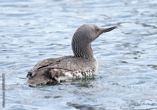 red-throated diver in summer plumage