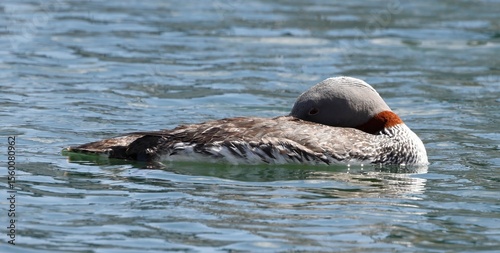 red-throated diver in summer plumage