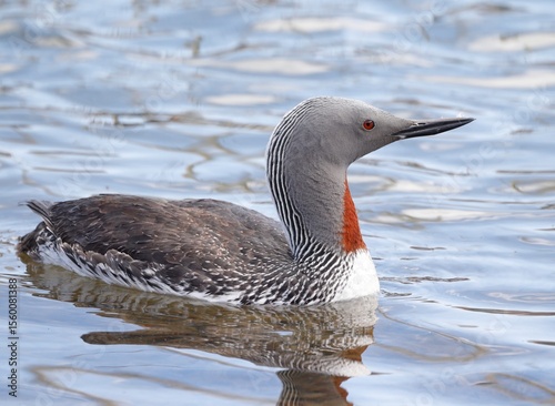 red-throated diver in summer plumage