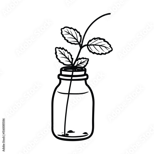 Mint sprig growing in water jar for propagation Vector illustration