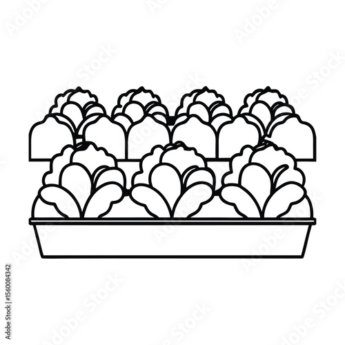 Garden cloches protecting young lettuce row plants Vector illustration