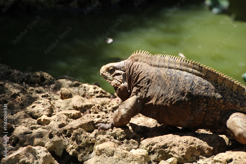 Obraz premium Reptile on rocks