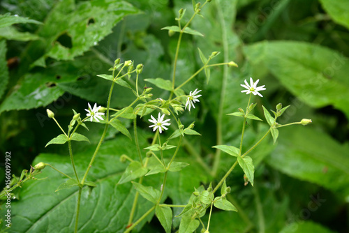 Water chickweed (Stellaria aquatica, Myosoton aquaticum), flower