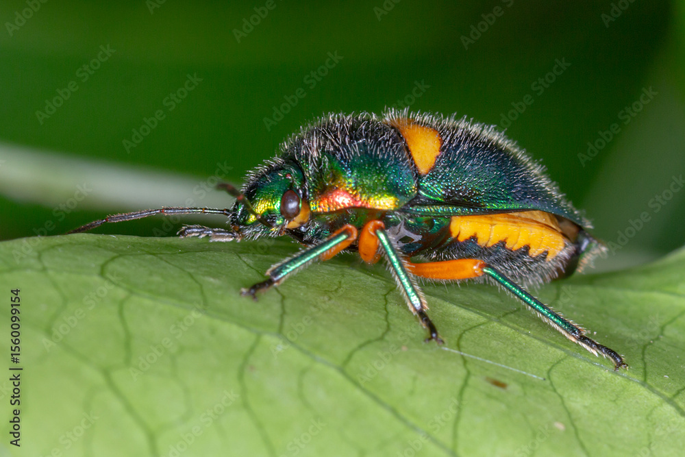 Fototapeta premium Green Jewel Bug (Lampromicra senator) - Side View of Adult on Leaf