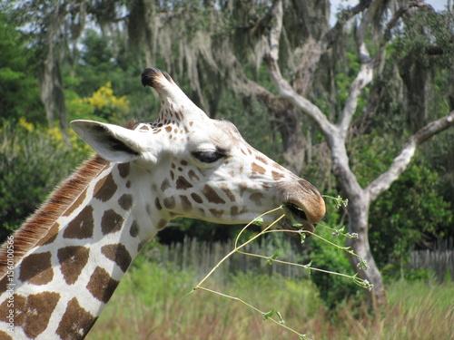 Photography Giraffe eating