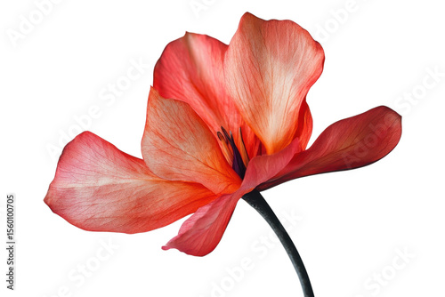 Red and white flower bloom isolated on transparent background