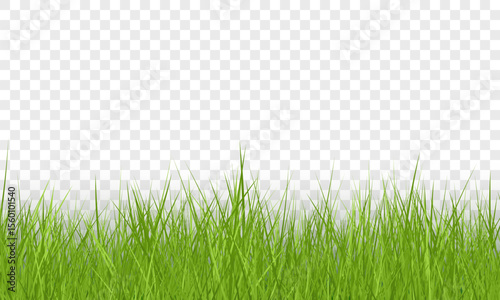 Green Grass Border on Transparent Background. Vector Illustration