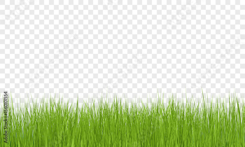 Green Grass Border on Transparent Background. Vector Illustration