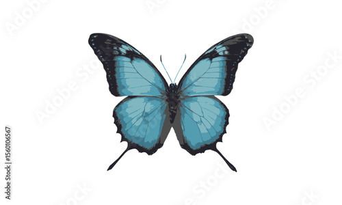 Beautiful blue and black butterfly with spread wings Vector, Butterfly Illustration on a White Background