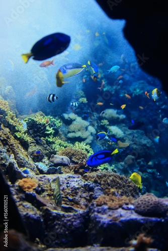 Fototapeta Naklejka Na Ścianę i Meble -  Colorful Tropical Fish in Coral Reefs