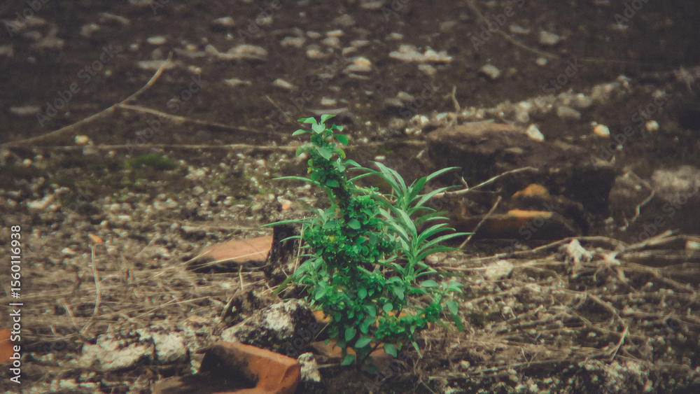 Obraz premium Small plant growing amidst debris and dirt, a testament to resilience.