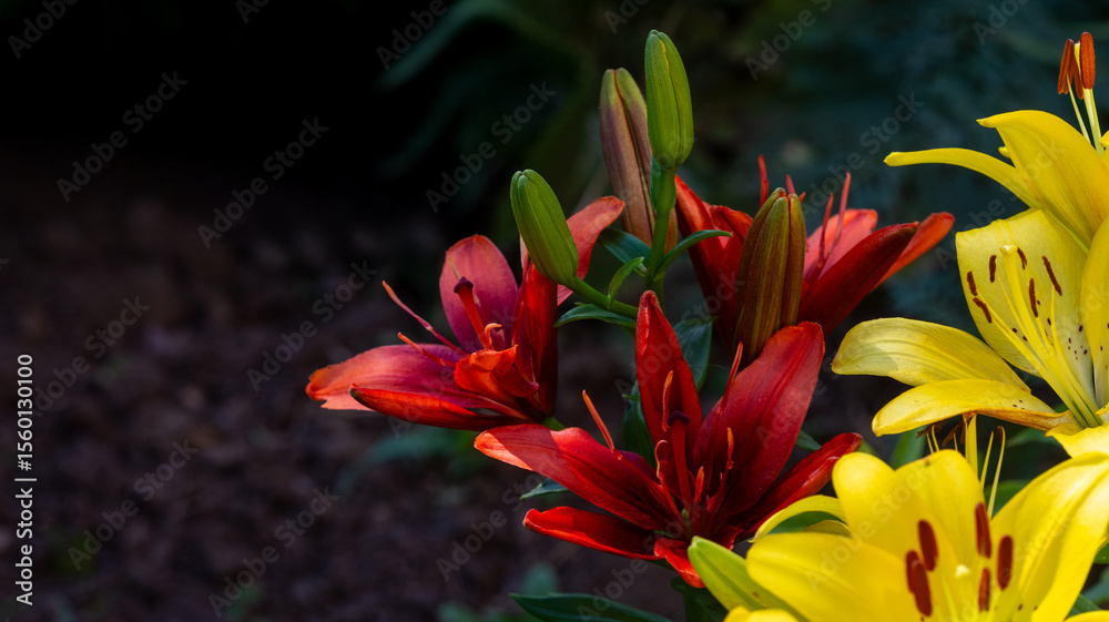 Fototapeta premium Beautiful fresh yellow and red lilies in the park. Floriculture. Close up.