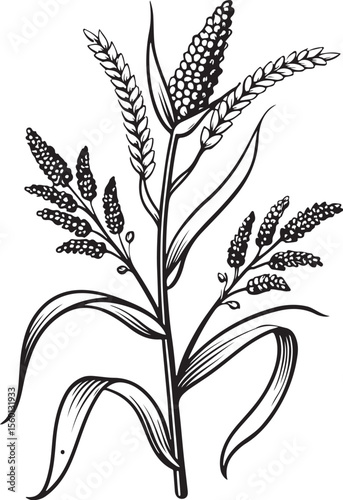 Siberian millet Vector Illustration, Sketch Drawing Line Linear Symbol Icon Engraving Coloring Book, Hand-drawn Black and White Isolated