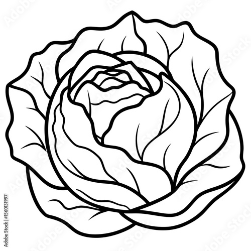 Cabbage Line Art Vector – Overlapping Leaf Details