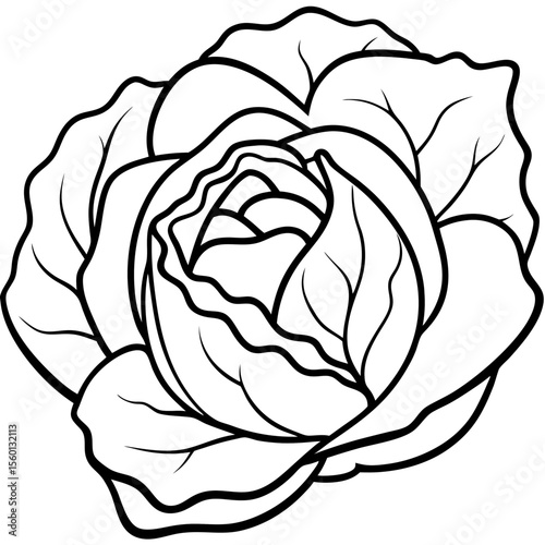 Cabbage Line Art Vector – Overlapping Leaf Details