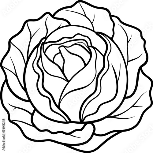 Cabbage Line Art Vector – Overlapping Leaf Details