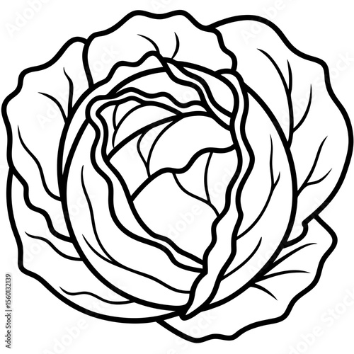 Cabbage Line Art Vector – Overlapping Leaf Details