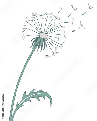 vector of a dandelion puff with white seed head and stalk, airy and light details, isolated on white background
