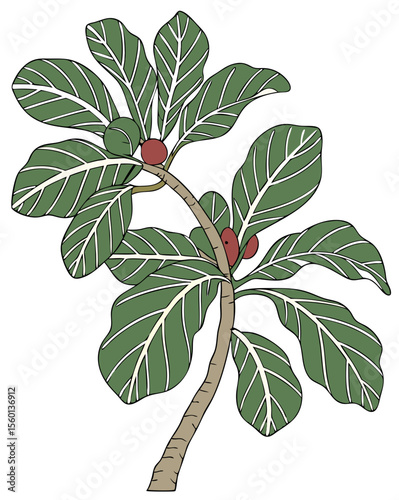 vector of a fiddle leaf fig plant with broad, veined green leaves and woody stem, isolated on white background
